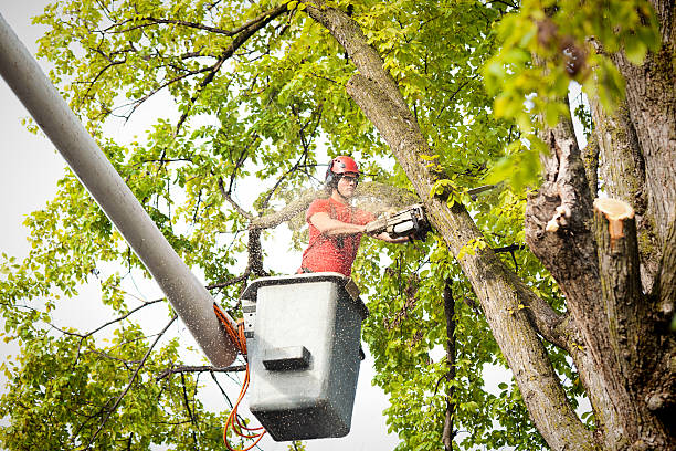 Best Fruit Tree Pruning  in Clinton, KY